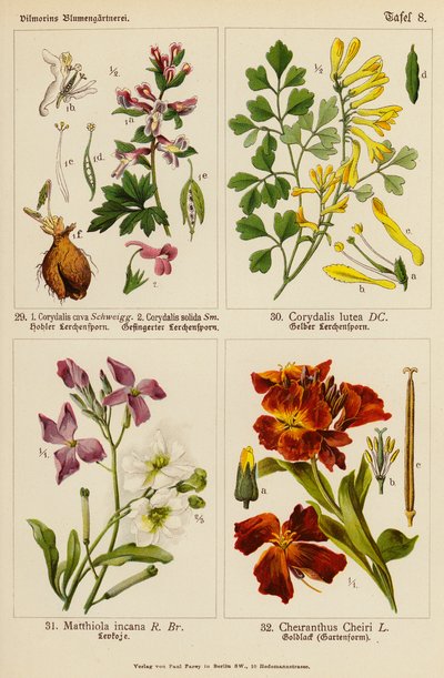 Corydalis Cava, Corydalis Solida, Corydalis Lutea, Matthiola Incana, Cheiranthus Cheiri - (after) German School