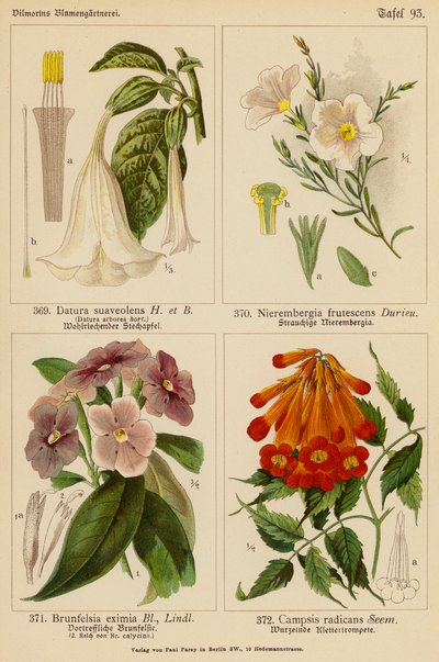 Datura Suaveolens, Nierembergia Frutescens, Brunfelsia Eximia, Campsis Radicans - (after) German School