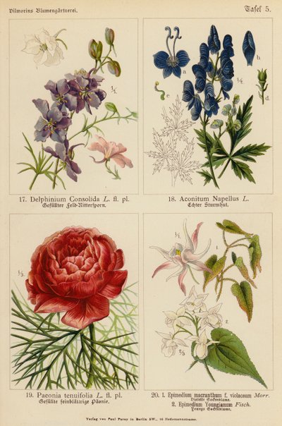 Delphinium Consolida, Aconitum Napellus, Paeonia Tenuifolia, Epimedium Macranthum F Violaceum, Epimedium Youngianum - (after) German School