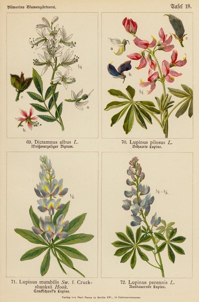 Dictamnus Albus, Lupinus Pilosus, Lupinus Mutabilis, Lupinus Perennis - (after) German School