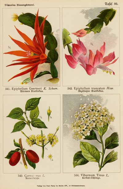 Epiphyllum Gaertneri, Epiphyllum Truncatum, Cornus Mas, Viburnum Tinus - (after) German School