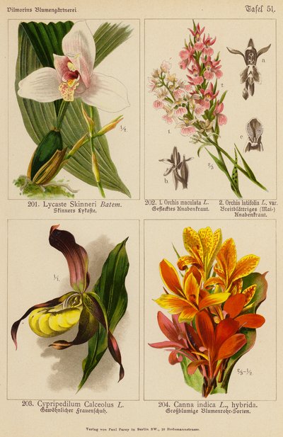 Lycaste Skinneri, Orchis Maculata, Orchis Latifolia, Cypripedilum Calceolus, Canna Indica - (after) German School