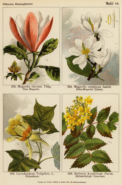 Magnolia Obovata, Magnolia Conspicua, Liriodendron Tulipifera, Berberis Aquifolium - (after) German School