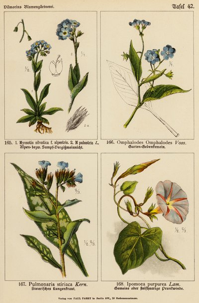 Myosotis Silvatica, Myosotis Palustris, Omphalodes Omphalodes, Pulmonaria Stiriaca, Ipomoea Purpurea - (after) German School