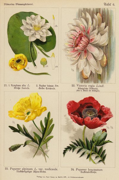 Nymphaea Alba, Nuphar Luteum, Victoria Regia, Papaver Alpinum, Papaver Bracteatum - (after) German School