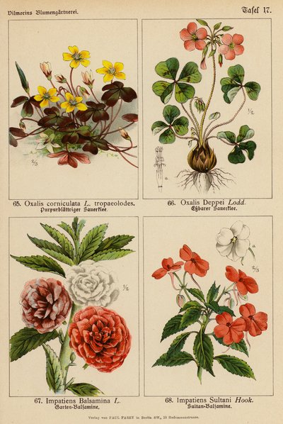 Oxalis Corniculata, Oxalis Deppei, Impatiens Balsamina, Impatiens Sultani - (after) German School
