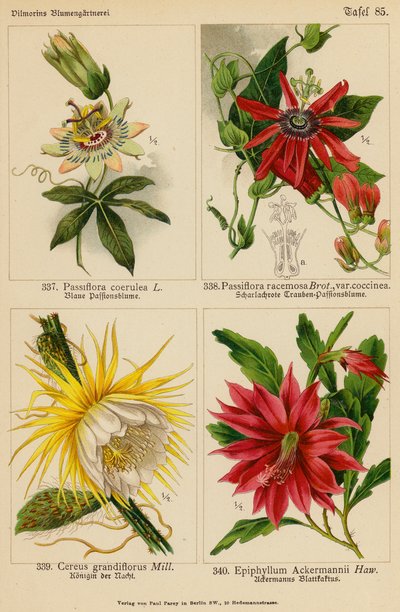 Passiflora Coerulea, Passiflora Racemosa, Cereus Grandiflorus, Epiphyllum Ackermannii - (after) German School