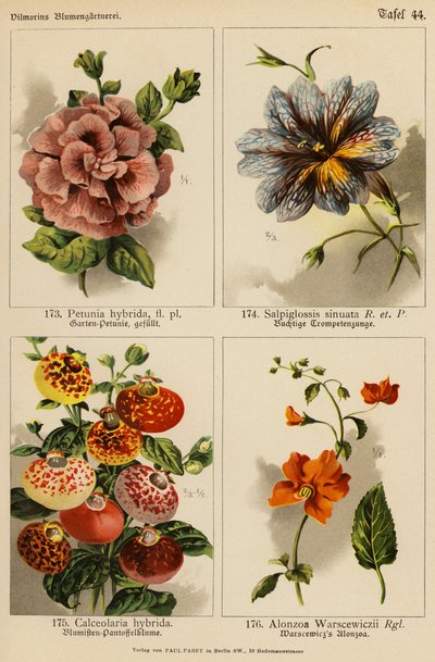 Petunia Hybrida, Salpiglossis Sinuata, Calceolaria Hybrida, Alonzoa Warscewiczii - (after) German School
