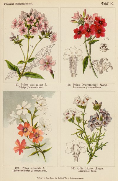 Phlox Paniculata, Phlox Drummondii, Phlox Subulata, Gilia Tricolor - (after) German School
