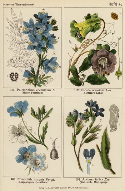 Polemonium Coeruleum, Cobaea Scandens, Nemophila Insignis, Anchusa Italica - (after) German School