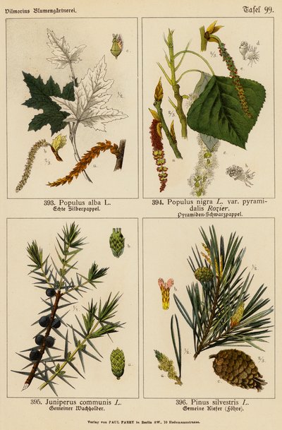 Populus Alba, Populus Nigra, Juniperus Communis, Pinus Silvestris - (after) German School