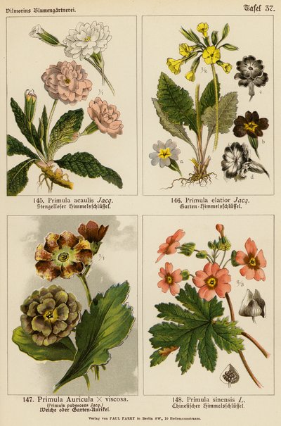 Primula Acaulis, Primula Elatior, Primula Auricula x Viscoa, Primula Pubescens, Primula Sinensis - (after) German School