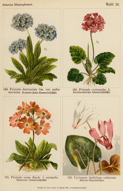 Primula Denticulata, Primula Cortusodes, Primula Rosea, Cyclamen Latifolium Cultorum - (after) German School