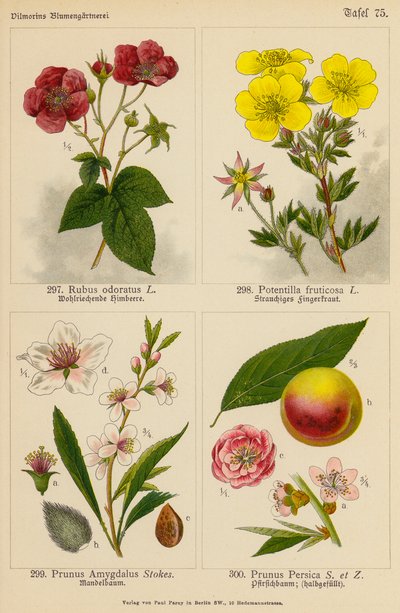 Rubus Odoratus, Potentilla Fruticosa, Prunus Amygdalus, Prunus Persica - (after) German School