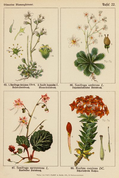Saxifraga Decipiens, Saxifraga Hypnodes, Saxifraga Umbrosa, Saxifraga Sarmentosa, Rochea Coccinea - (after) German School