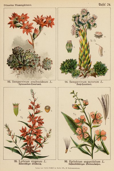 Sempervivum Arachnoideum, Sempervivum Tectorum, Lythrum Virgatum, Epilobium Angustifolium - (after) German School
