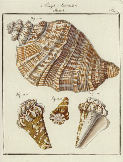Coquillages (gravure en couleur) - (after) German School