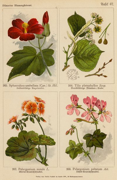 Sphaeralcea Umbellata, Tilia Platyphyllos, Pelargonium Zonale, Pelargonium Peltatum - (after) German School