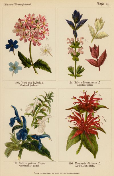 Verbena Hybrida, Salvia Horminum, Salvia Patens, Monarda Didyma - (after) German School