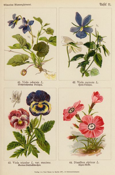 Viola Odorata, Viola Cornuta, Viola Tricolor, Dianthus Alpinus - (after) German School