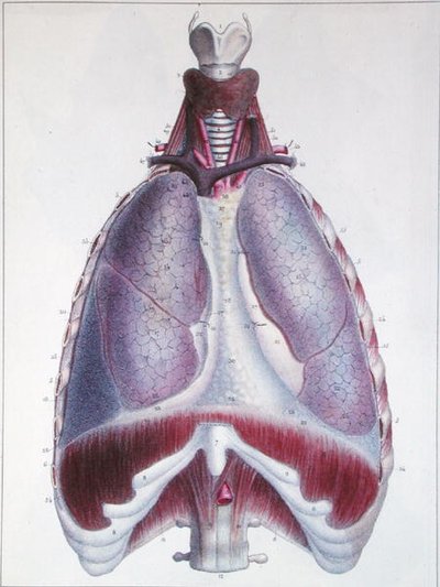 Anatomie des Poumons, de 