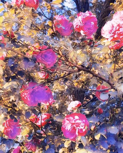 Roses pour la Vierge Marie - Margareta Uliarte