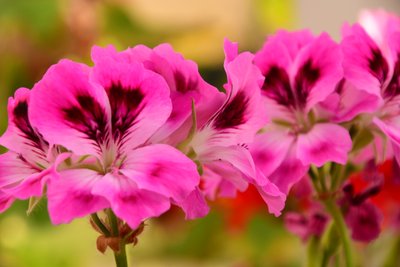Des roses photographiées sur un fond naturel et artistique aux teintes douces. - Albert Mansour