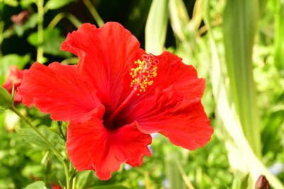 Des roses photographiées sur un fond naturel et artistique aux teintes douces. - Albert Mansour