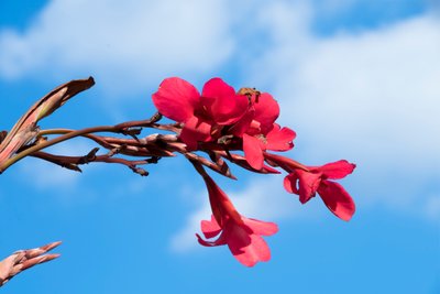 Des roses photographiées sur un fond naturel et artistique aux teintes douces. - Albert Mansour