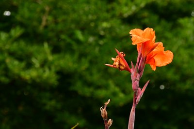 Des roses photographiées sur un fond naturel et artistique aux teintes douces. - Albert Mansour