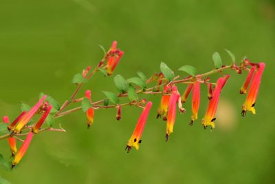 Des roses photographiées sur un fond naturel et artistique aux teintes douces. - Albert Mansour