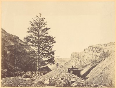 Arbre de mille milles, col de Wilhemina - A.J. Russell