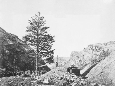 Arbre de Mille Miles au Col de Wilhelmina avec un groupe de personnes à la base et un homme au sommet de l