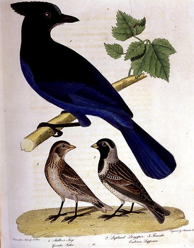 Geai de Steller et Bruant des neiges, gravé par Alexander Lanson - A. (after) Rider