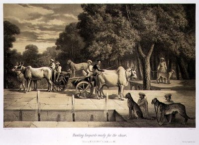 Léopards de chasse prêts pour la poursuite, de 