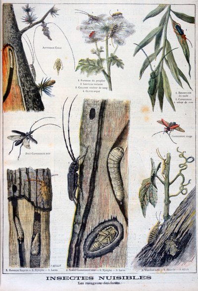 Insectes nuisibles destructeurs des forêts, 1897 - A Clement