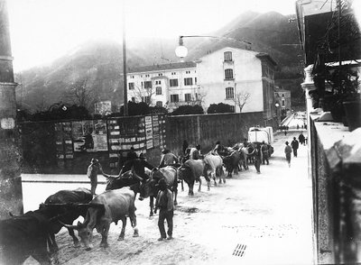 Quelques bœufs utilisés pour le transport du marbre des carrières des Apuanes marchent le long d