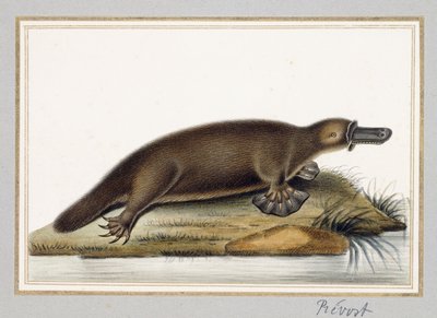 Ornithorynque - A. Prevost