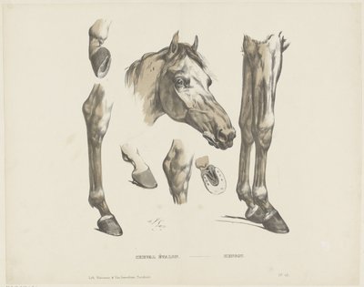 Cheval étalon - A. van Loco