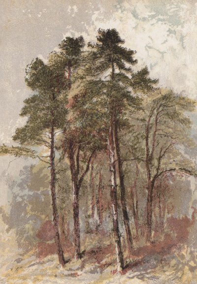 Groupe de sapins - Aaron Edwin Penley