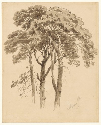 Étude de trois pins - Aaron Edwin Penley