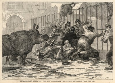 Sauvetage de la femelle rhinocéros de la glace - Abbé Prévost
