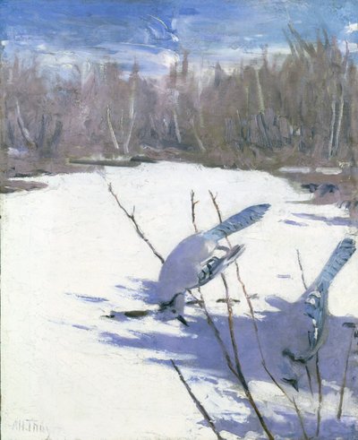 Geais bleus en hiver, étude pour le livre Concealing Coloration in the Animal Kingdom - Abbott Handerson Thayer