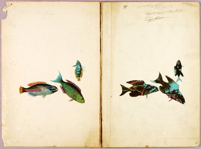 POISSONS, dossier d