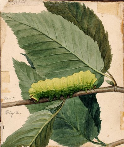 Lunar Caterpillar, étude pour le livre Concealing Coloration in the Animal Kingdom (La dissimulation de la coloration dans le règne animal) - Abbott Handerson Thayer