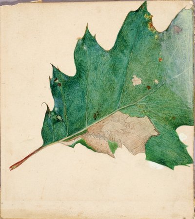 Oligocentra Lignicolor, Walker, étude pour le livre Concealing Coloration in the Animal Kingdom - Abbott Handerson Thayer