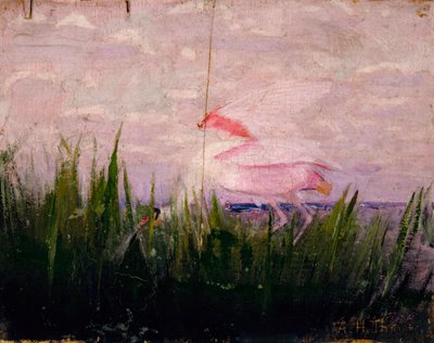 Spatule rosée, étude pour le livre Concealing Coloration in the Animal Kingdom, vers 1905-1909 - Abbott Handerson Thayer