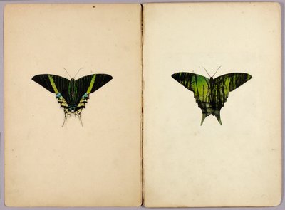 Papillon Urania, dossier d