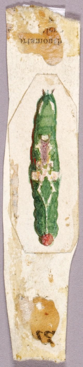Chenille du bord de la feuille de bouleau blanc, étude pour le livre Coloration dissimulatrice dans le règne animal - Abbott Handerson Thayer
