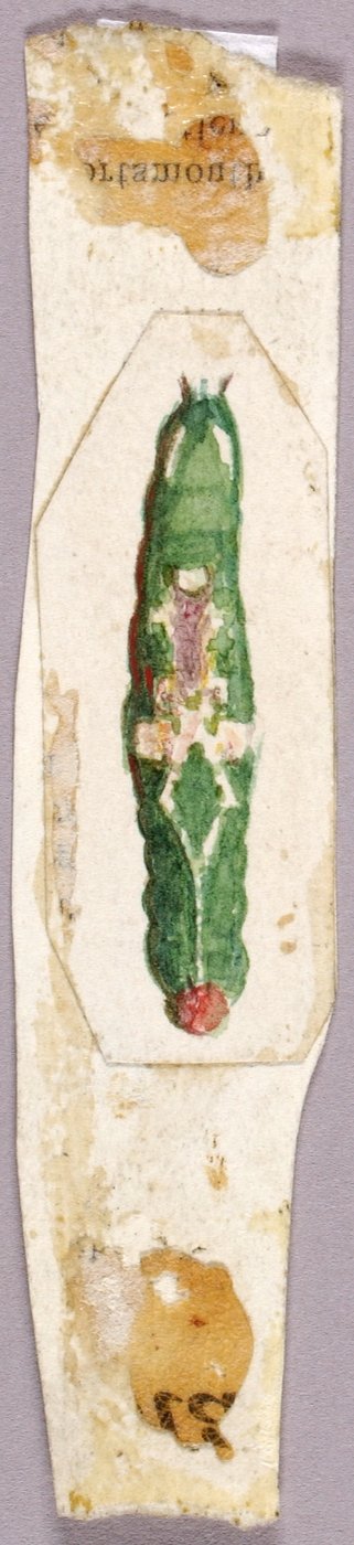 Chenille en bordure de feuille de bouleau blanc, étude pour le livre "Concealing Coloration in the Animal Kingdom". - Abbott Handerson Thayer